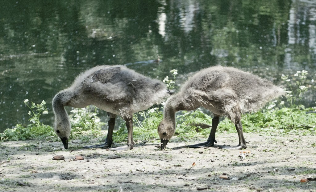 Gänse Babies