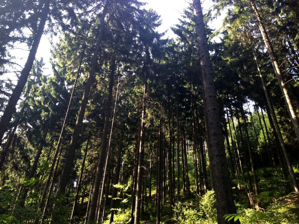 Okertal Harz