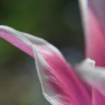 Nikon Makro Kurs